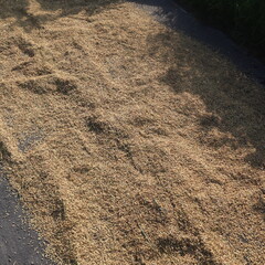 drying rice grains