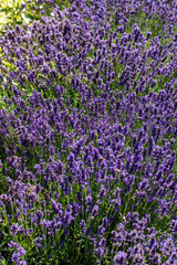 Naklejka premium the blooming lavender flowers in Provence, near Sault, France