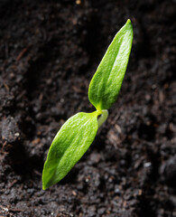 A small sprout of bell pepper sprouts in the ground.