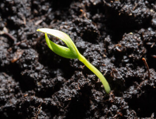 A small sprout of bell pepper sprouts in the ground.