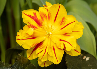 Beautiful yellow-red tulip flower in nature.