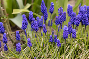 Grape Hyacinth Muscari Armeniacum Flowering In Early Spring.