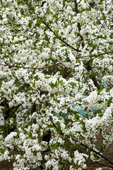 cherry blossoms in the garden in spring