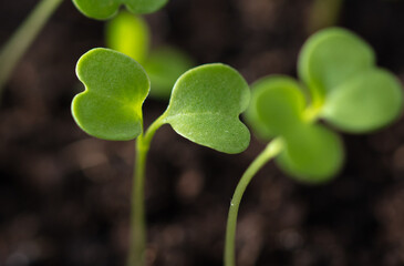 Small green sprouts of seedlings in the ground