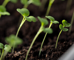 Small green sprouts of seedlings in the ground