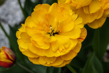 Yellow tulips flowers blooming in a garden