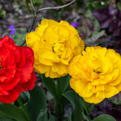 Yellow and red tulips flowers blooming in a garden
