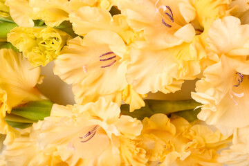 Obraz na płótnie Canvas Many beautiful gladiolus flowers, closeup