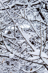 branches in the snow