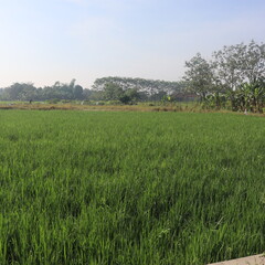 Fototapeta premium green rice field