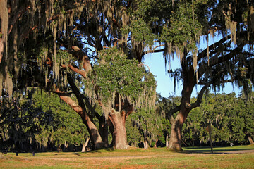Century-old oak trees covered in Spanish moss