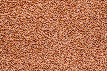 wheat grain closeup background for design