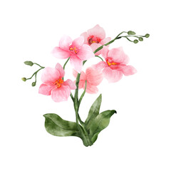 Naklejka na ściany i meble Pink Orchid watercolor flower on white background. Tropical flowers isolated. Vintage pink flowers painting. Vector illustration