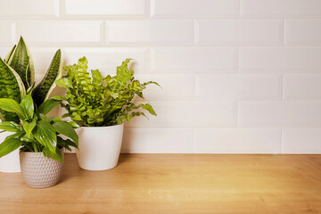 mockup with home green plants and empty white small brick wall