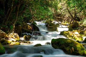 A mountain river flows in a forest.
