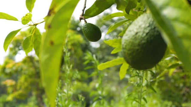Organic avocado fruit tree plantation 4K high quality footage, Thailand.