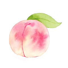 桃　水彩イラスト