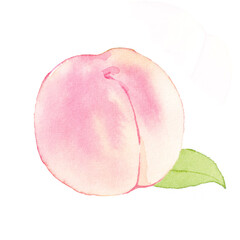 桃　水彩イラスト