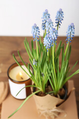 Pot with blooming grape hyacinth (Muscari) and candle on wooden table
