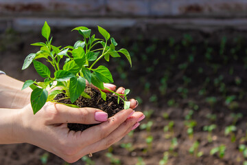 a girl holds pepper seedlings in her hands, against the backdrop of a garden, farm, greenhouse.