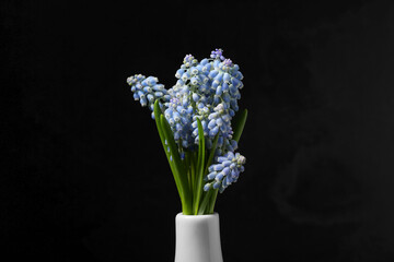 Vase with beautiful Muscari flowers on black background, closeup