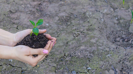 a girl holds pepper seedlings in her hands, against the backdrop of a garden, farm, greenhouse.