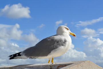 Wild seagull portrait background sky. Close up view of white bird seagull sitting.