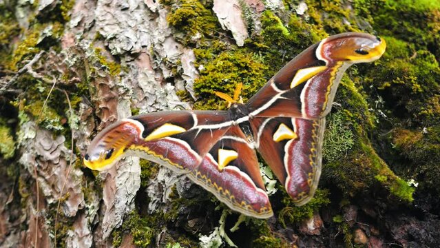 Attacus atlas butterfly also known as Atlas Moth resting on green grass in tropical forest. Wildlife exotic insects high quality 4K footage concept, Thailand.