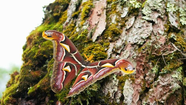 Big butterfly Attacus atlas also known as Atlas Moth resting on tree in tropical forest. Wildlife exotic insects high quality 4K footage concept, Thailand.