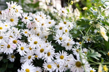 Fototapeta premium EastAsia Wild Flower Chrysanthemum zawadskii , 구절초