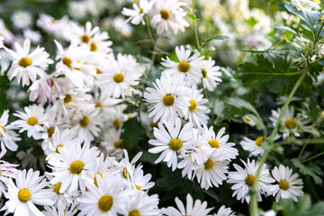 EastAsia Wild Flower Chrysanthemum zawadskii , 구절초