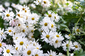 East Asia Wild Flower Chrysanthemum zawadskii , 구절초