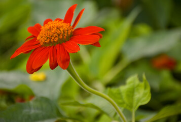  Orange-red chrysanthemums bloom in the park..