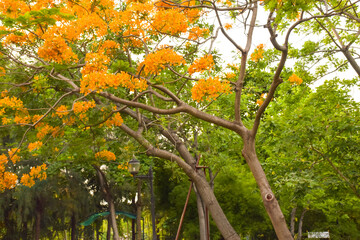 The orange guppy flower that blooms in a Thai public park