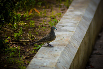 A Spotted Dove Or Spilopelia Chinensis Looking For Food In The Garden