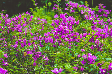 Beautiful Pink Bougainvillea Flowers In The Garden