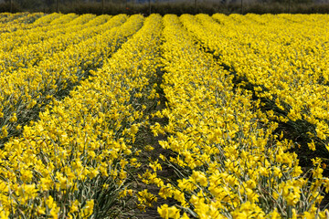rows of vibrant yellow daffodils in Skagit Valley in Washington State during the spring season