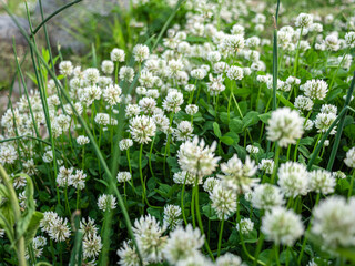 Familiar Wildflowers in East Asian Fields
