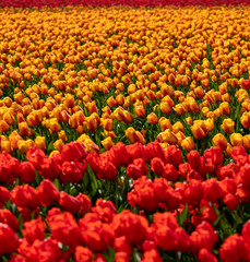 vibrant tulips in variety of colors in Skagit Valley in Washington State during the spring season