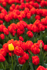 A lone yellow tulip stand out against red tulips.vibrant tulips in variety of colors in Skagit Valley in Washington State during the spring season.