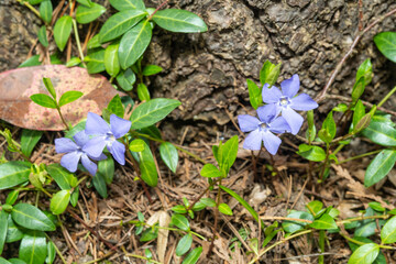 Lesser periwinkle