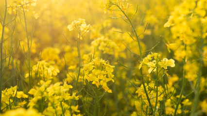 Obraz premium Yellow rapeseed flowers in field