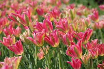 Pinke Tulpen im Tulpenfeld