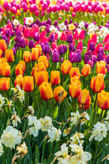 vibrant tulips in variety of colors in Skagit Valley in Washington State during the spring season
