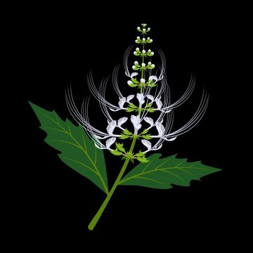 Kidney tea plant or Javanese tea, scientific name Orthosiphon aristatus, isolated on a dark background. vector illustration.