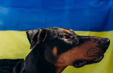 Portrait of the brown doberman breed dog covers Ukrainian blue and yellow flags need support....