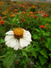 Obraz premium daisies in a garden
