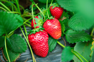 Bush with ripe red fruits strawberry in garden.