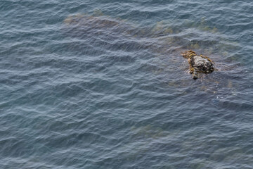 spider on the water