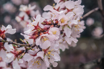 Flowering almond trees in spring. Beautiful almond flower blossom with raindrops